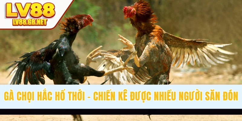 Gà Chọi Hắc Hổ Thới - Dòng Chiến Kê Được Nhiều Người Săn Đón