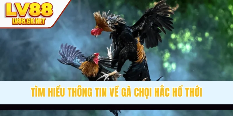 Tìm hiểu thông tin về gà chọi hắc hổ thới